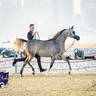 World Arabian Horse Championship Day One - Mares & Fillies