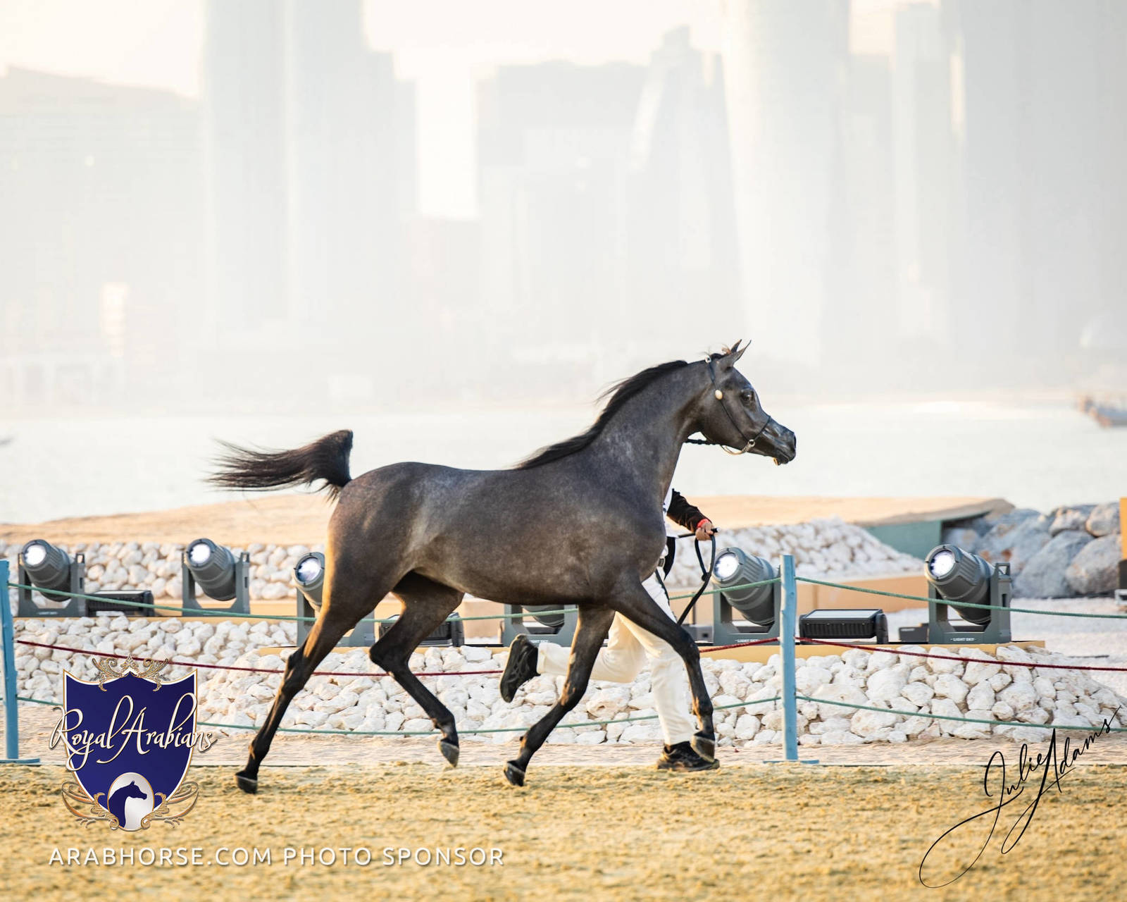 World Arabian Horse Championship Day One - Mares & Fillies