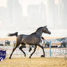 World Arabian Horse Championship Day One - Mares & Fillies