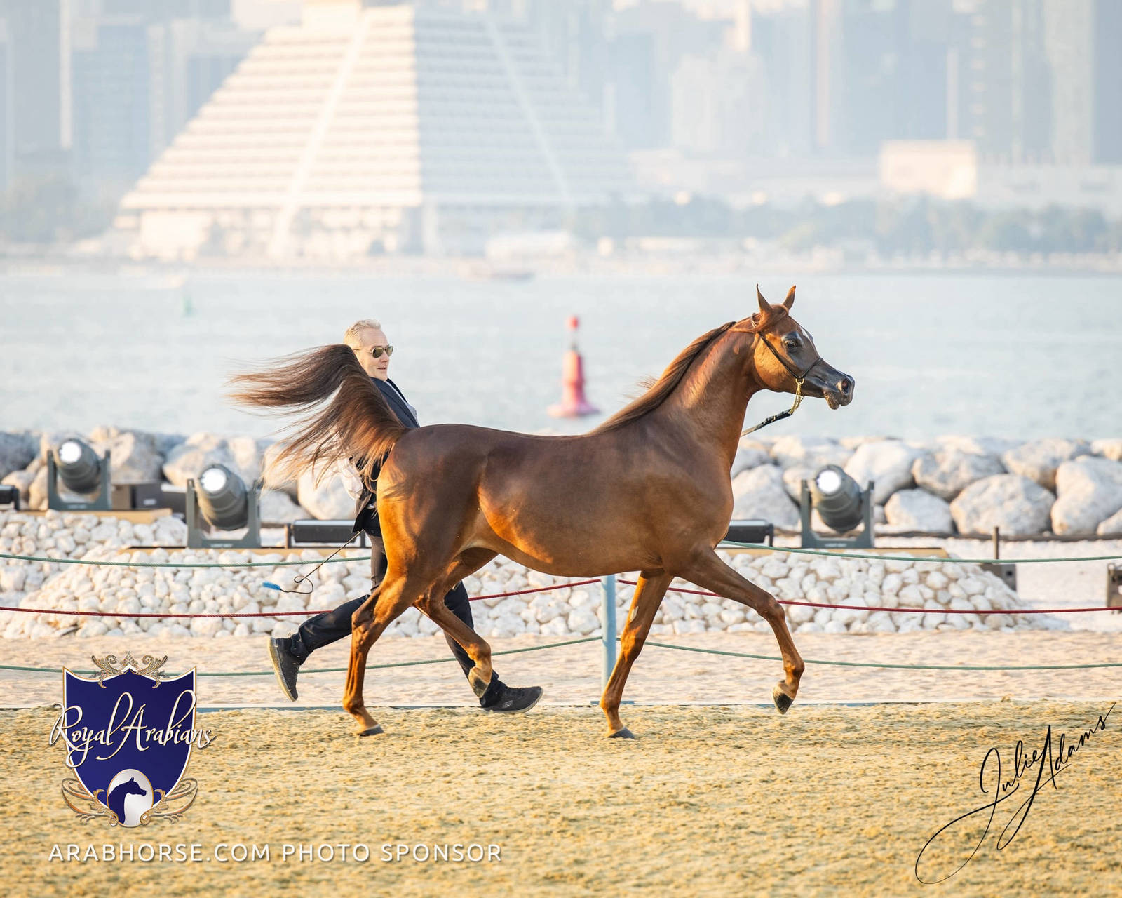 World Arabian Horse Championship Day One - Mares & Fillies