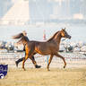 World Arabian Horse Championship Day One - Mares & Fillies
