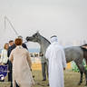 World Arabian Horse Championship Day One - Mares & Fillies