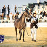 World Arabian Horse Championship Day One - Mares & Fillies