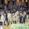 WORLD ARABIAN HORSE CHAMPIONSHIP DAY TWO - Stallions & Colts