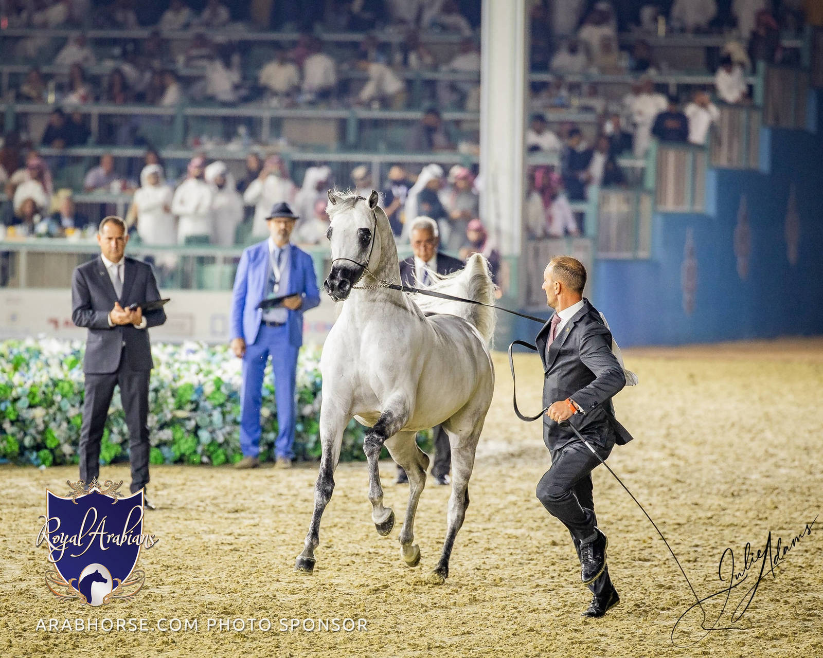 WORLD ARABIAN HORSE CHAMPIONSHIP DAY TWO - Stallions & Colts
