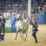 WORLD ARABIAN HORSE CHAMPIONSHIP DAY TWO - Stallions & Colts