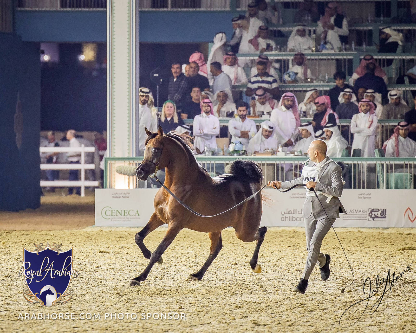 WORLD ARABIAN HORSE CHAMPIONSHIP DAY TWO - Stallions & Colts