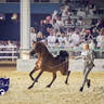 WORLD ARABIAN HORSE CHAMPIONSHIP DAY TWO - Stallions & Colts