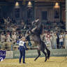 WORLD ARABIAN HORSE CHAMPIONSHIP DAY TWO - Stallions & Colts