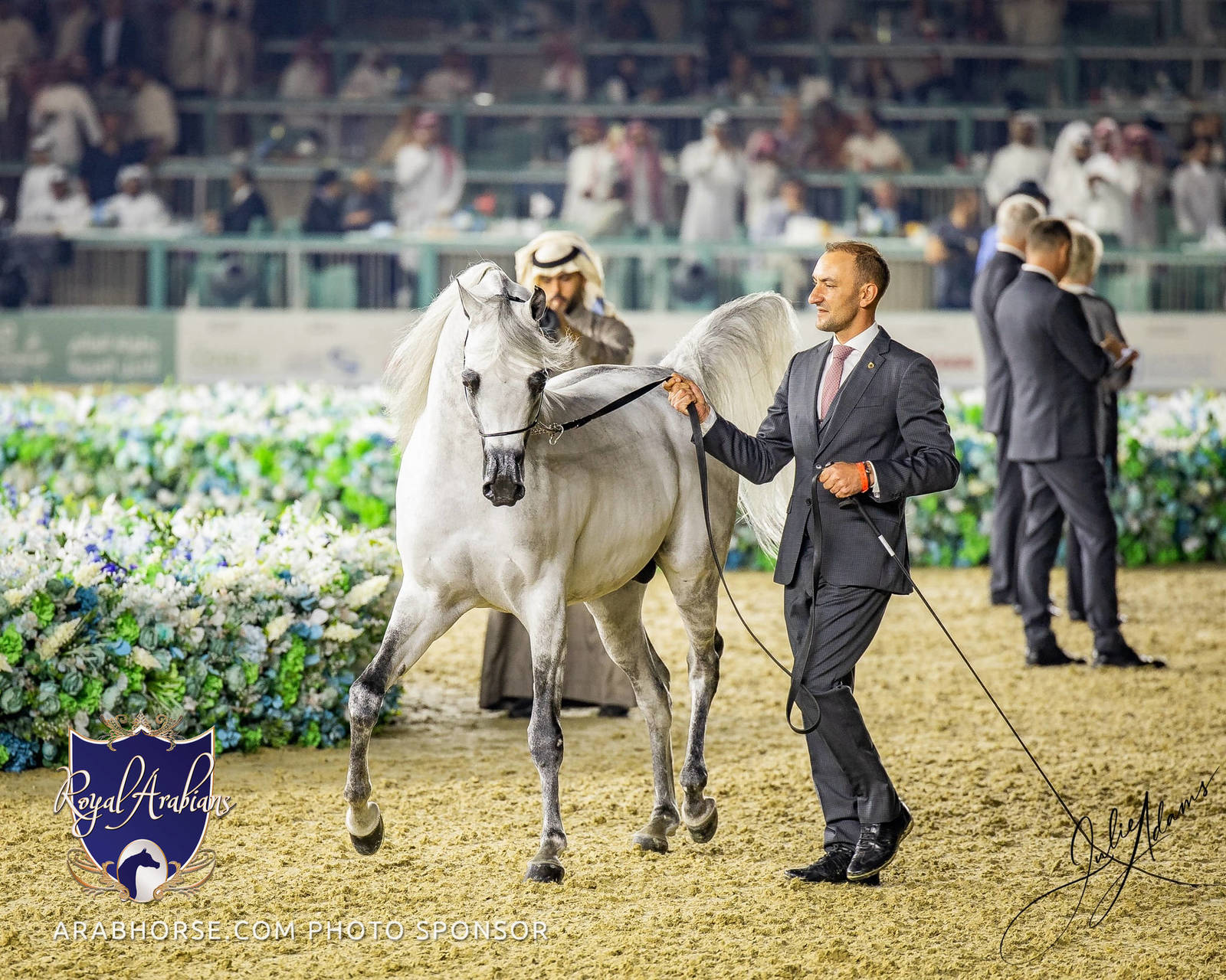 WORLD ARABIAN HORSE CHAMPIONSHIP DAY TWO - Stallions & Colts