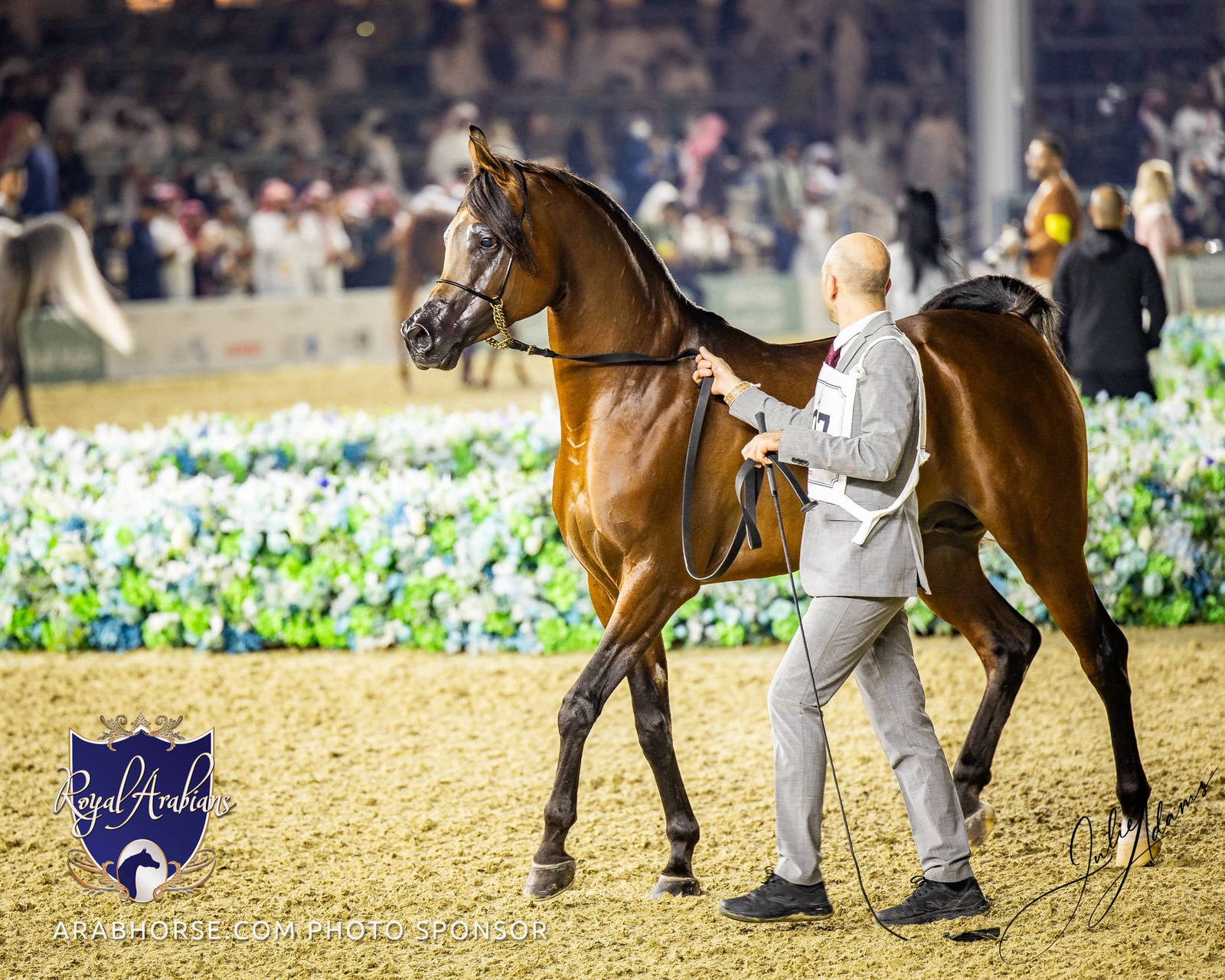 WORLD ARABIAN HORSE CHAMPIONSHIP DAY TWO - Stallions & Colts