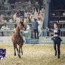 WORLD ARABIAN HORSE CHAMPIONSHIP DAY TWO - Stallions & Colts
