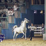 WORLD ARABIAN HORSE CHAMPIONSHIP DAY TWO - Stallions & Colts