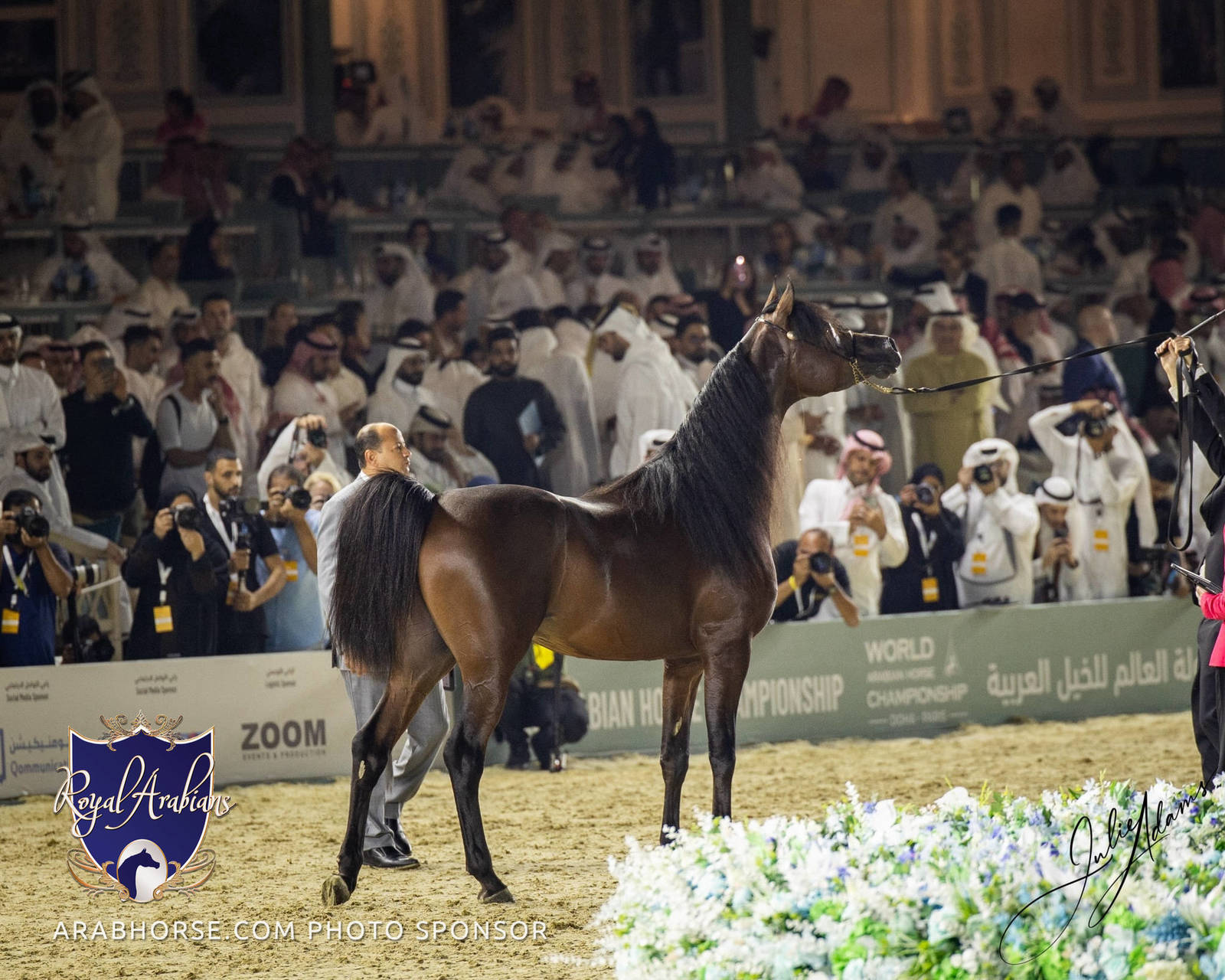 WORLD ARABIAN HORSE CHAMPIONSHIP DAY TWO - Stallions & Colts
