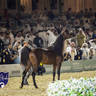 WORLD ARABIAN HORSE CHAMPIONSHIP DAY TWO - Stallions & Colts
