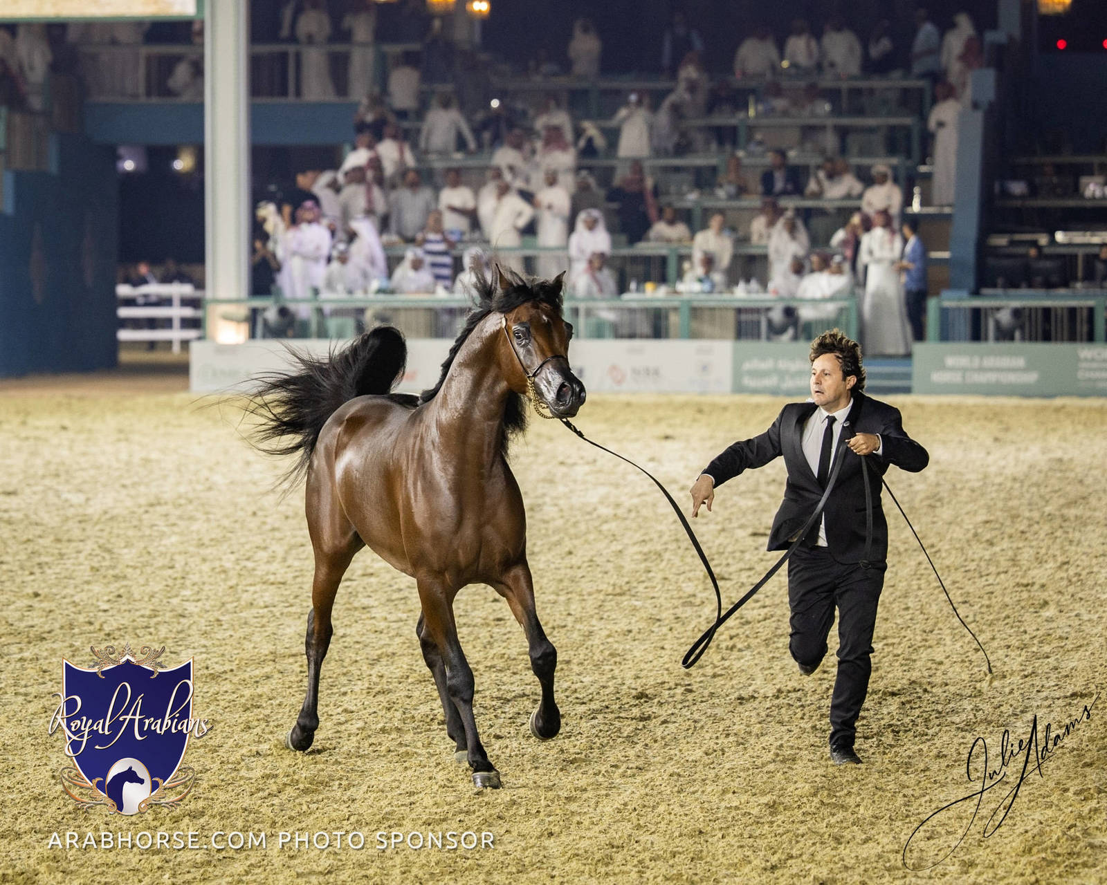WORLD ARABIAN HORSE CHAMPIONSHIP DAY TWO - Stallions & Colts