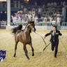 WORLD ARABIAN HORSE CHAMPIONSHIP DAY TWO - Stallions & Colts