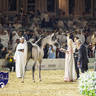WORLD ARABIAN HORSE CHAMPIONSHIP DAY TWO - Stallions & Colts