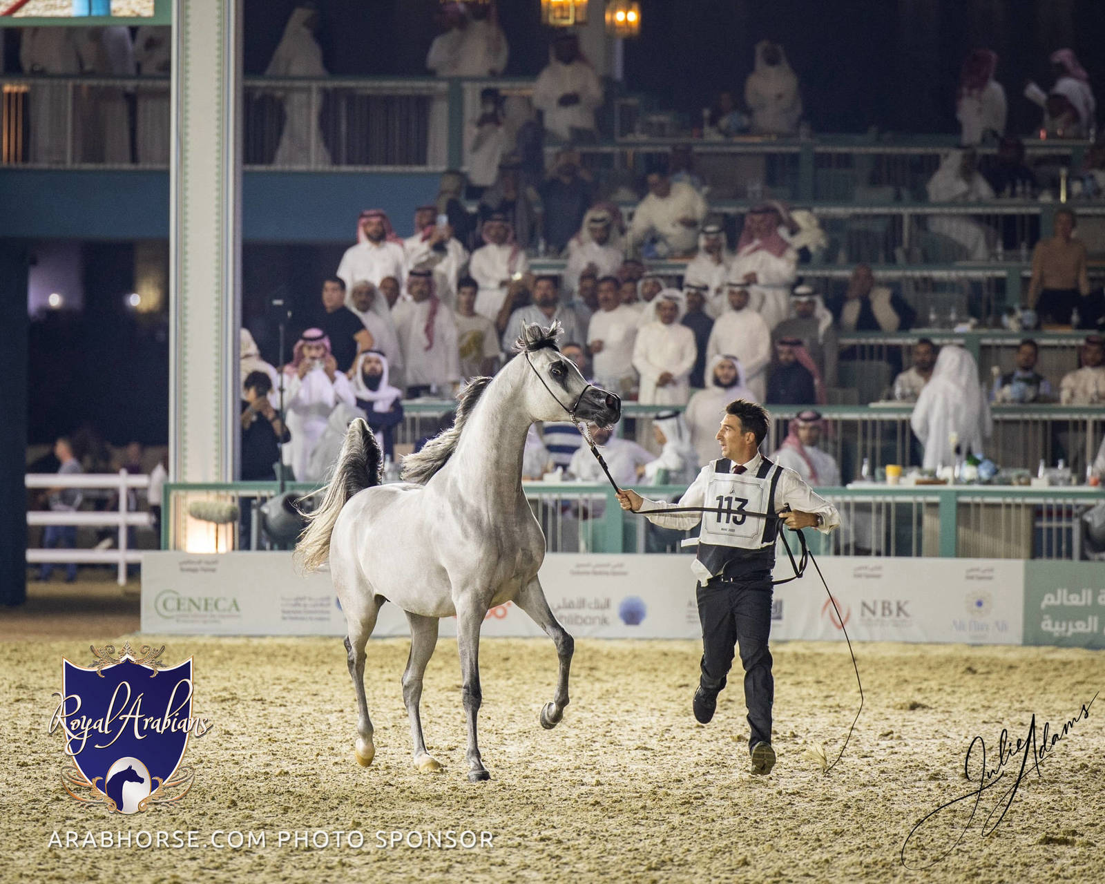 WORLD ARABIAN HORSE CHAMPIONSHIP DAY TWO - Stallions & Colts