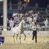 WORLD ARABIAN HORSE CHAMPIONSHIP DAY TWO - Stallions & Colts