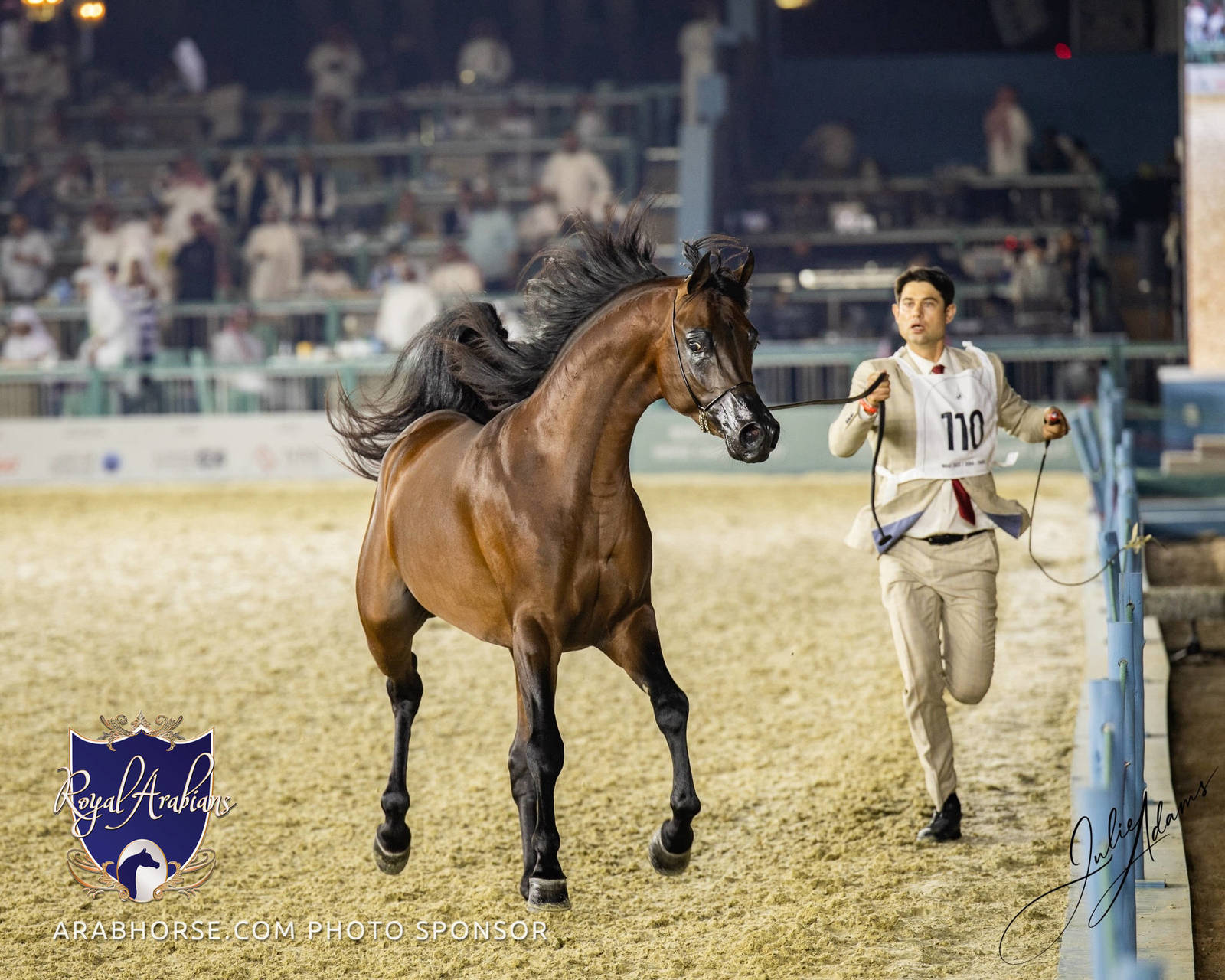 WORLD ARABIAN HORSE CHAMPIONSHIP DAY TWO - Stallions & Colts