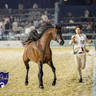 WORLD ARABIAN HORSE CHAMPIONSHIP DAY TWO - Stallions & Colts
