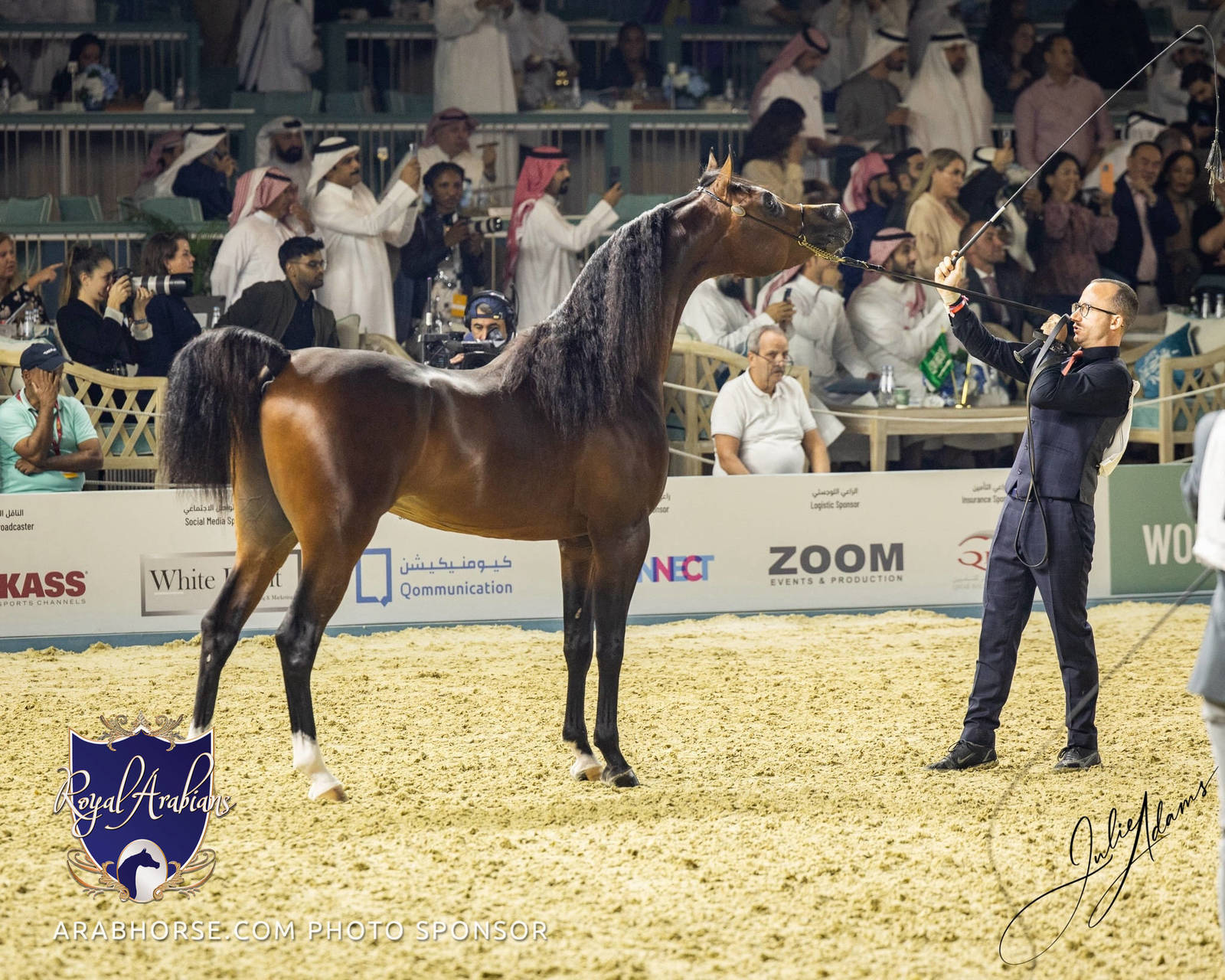 WORLD ARABIAN HORSE CHAMPIONSHIP DAY TWO - Stallions & Colts