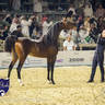 WORLD ARABIAN HORSE CHAMPIONSHIP DAY TWO - Stallions & Colts