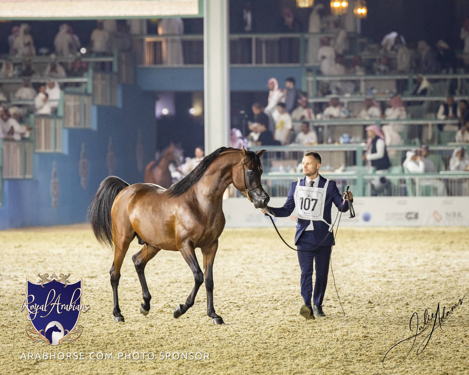 WORLD ARABIAN HORSE CHAMPIONSHIP DAY TWO - Stallions & Colts