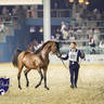 WORLD ARABIAN HORSE CHAMPIONSHIP DAY TWO - Stallions & Colts