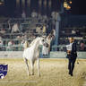 WORLD ARABIAN HORSE CHAMPIONSHIP DAY TWO - Stallions & Colts
