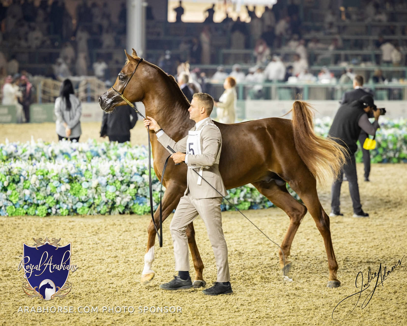 WORLD ARABIAN HORSE CHAMPIONSHIP DAY TWO - Stallions & Colts