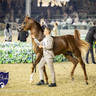 WORLD ARABIAN HORSE CHAMPIONSHIP DAY TWO - Stallions & Colts