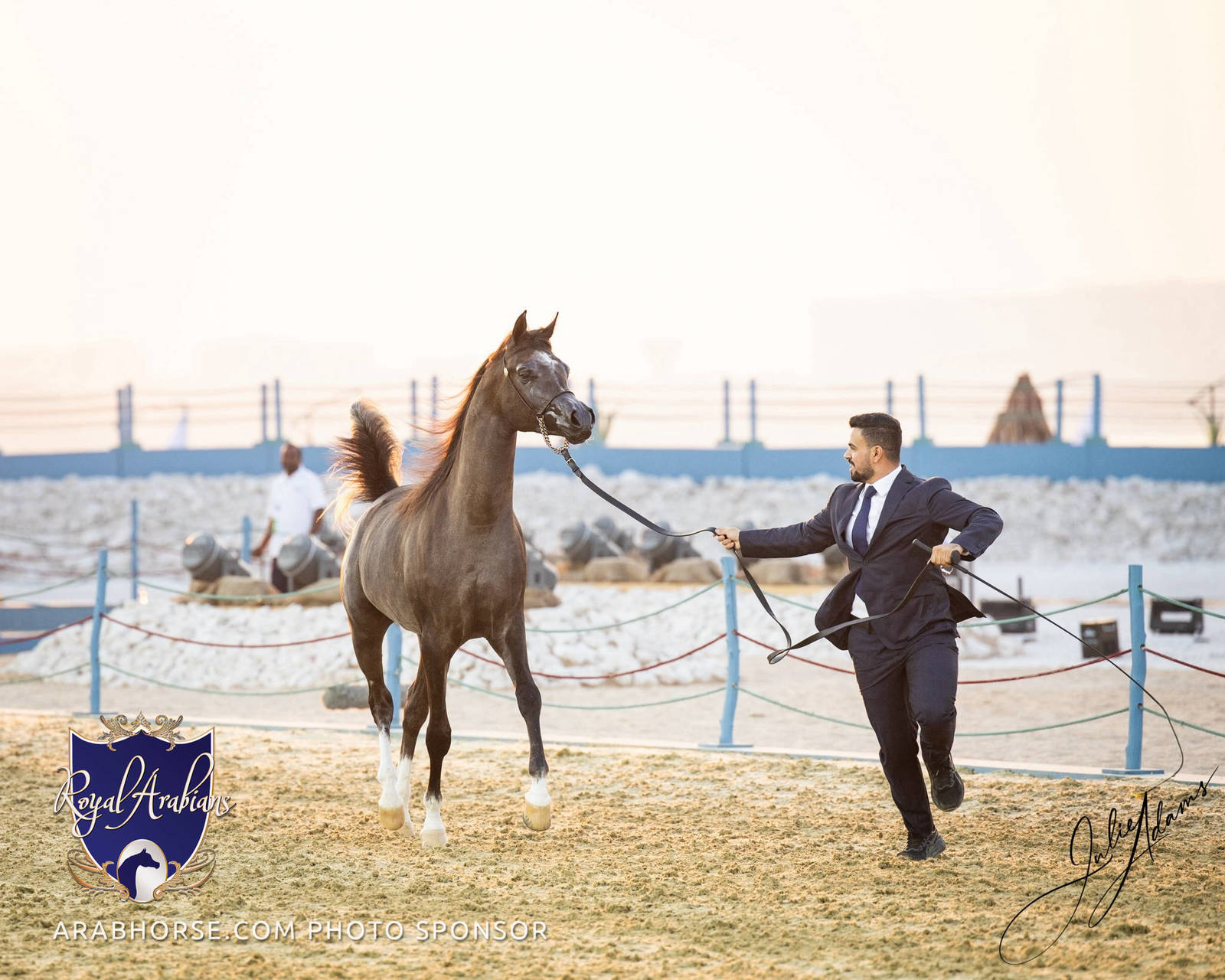 WORLD ARABIAN HORSE CHAMPIONSHIP DAY TWO - Stallions & Colts