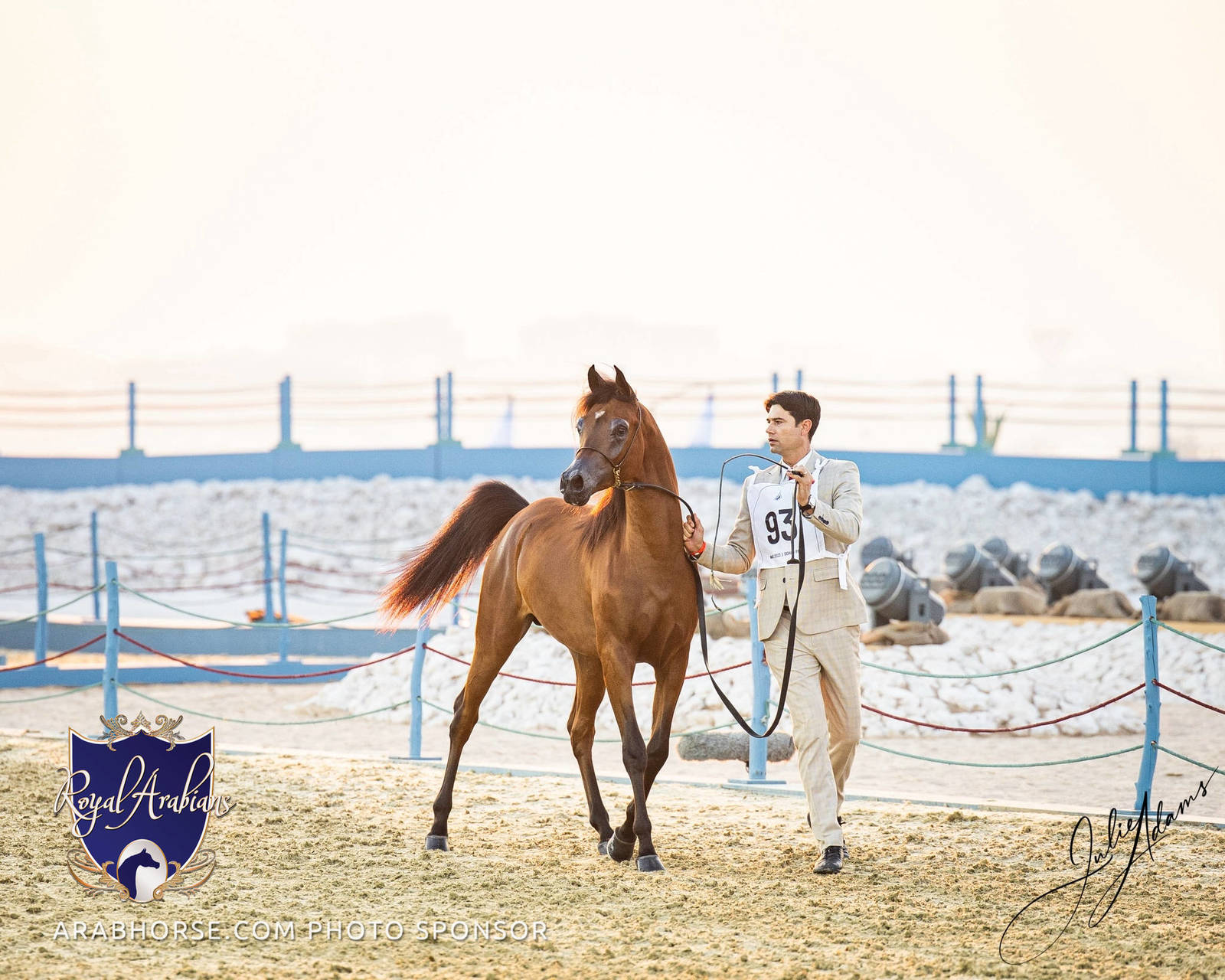 WORLD ARABIAN HORSE CHAMPIONSHIP DAY TWO - Stallions & Colts