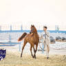 WORLD ARABIAN HORSE CHAMPIONSHIP DAY TWO - Stallions & Colts