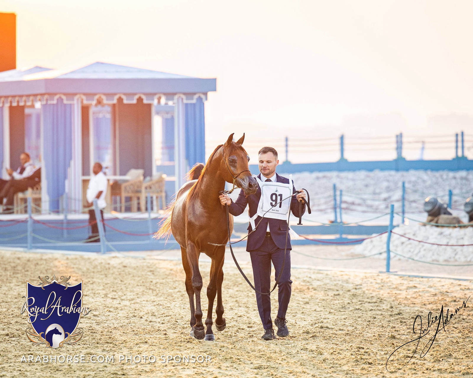 WORLD ARABIAN HORSE CHAMPIONSHIP DAY TWO - Stallions & Colts