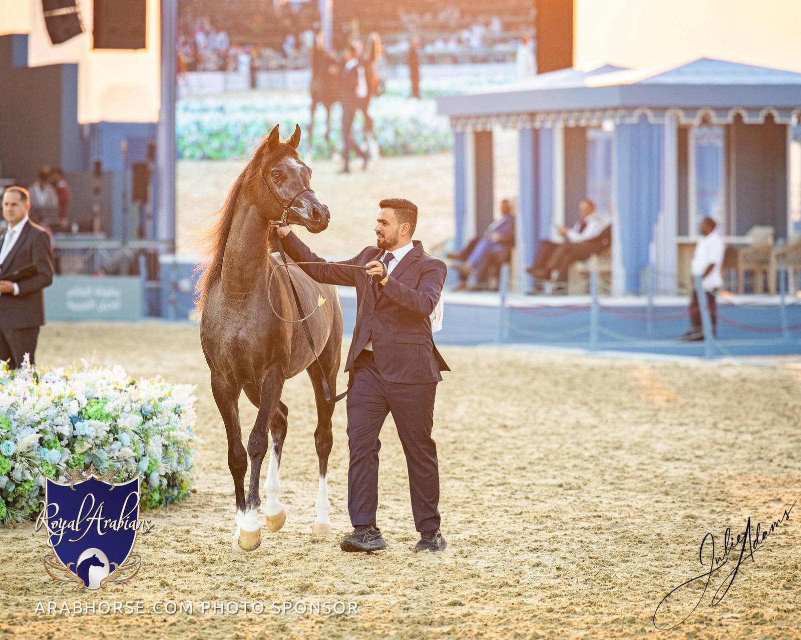 WORLD ARABIAN HORSE CHAMPIONSHIP DAY TWO - Stallions & Colts