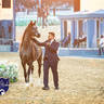 WORLD ARABIAN HORSE CHAMPIONSHIP DAY TWO - Stallions & Colts