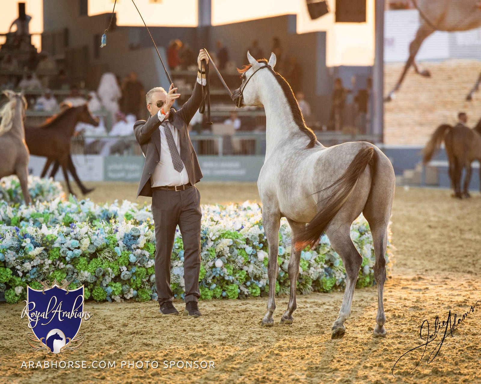 WORLD ARABIAN HORSE CHAMPIONSHIP DAY TWO - Stallions & Colts