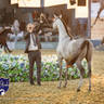 WORLD ARABIAN HORSE CHAMPIONSHIP DAY TWO - Stallions & Colts