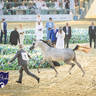WORLD ARABIAN HORSE CHAMPIONSHIP DAY TWO - Stallions & Colts