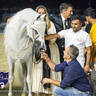 WORLD ARABIAN HORSE CHAMPIONSHIP FINAL DAY