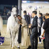 WORLD ARABIAN HORSE CHAMPIONSHIP FINAL DAY