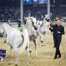 WORLD ARABIAN HORSE CHAMPIONSHIP FINAL DAY