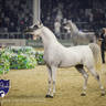 WORLD ARABIAN HORSE CHAMPIONSHIP FINAL DAY