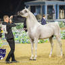 WORLD ARABIAN HORSE CHAMPIONSHIP FINAL DAY