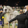 WORLD ARABIAN HORSE CHAMPIONSHIP FINAL DAY