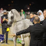 WORLD ARABIAN HORSE CHAMPIONSHIP FINAL DAY