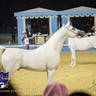 WORLD ARABIAN HORSE CHAMPIONSHIP FINAL DAY